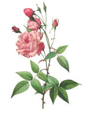 China Rose